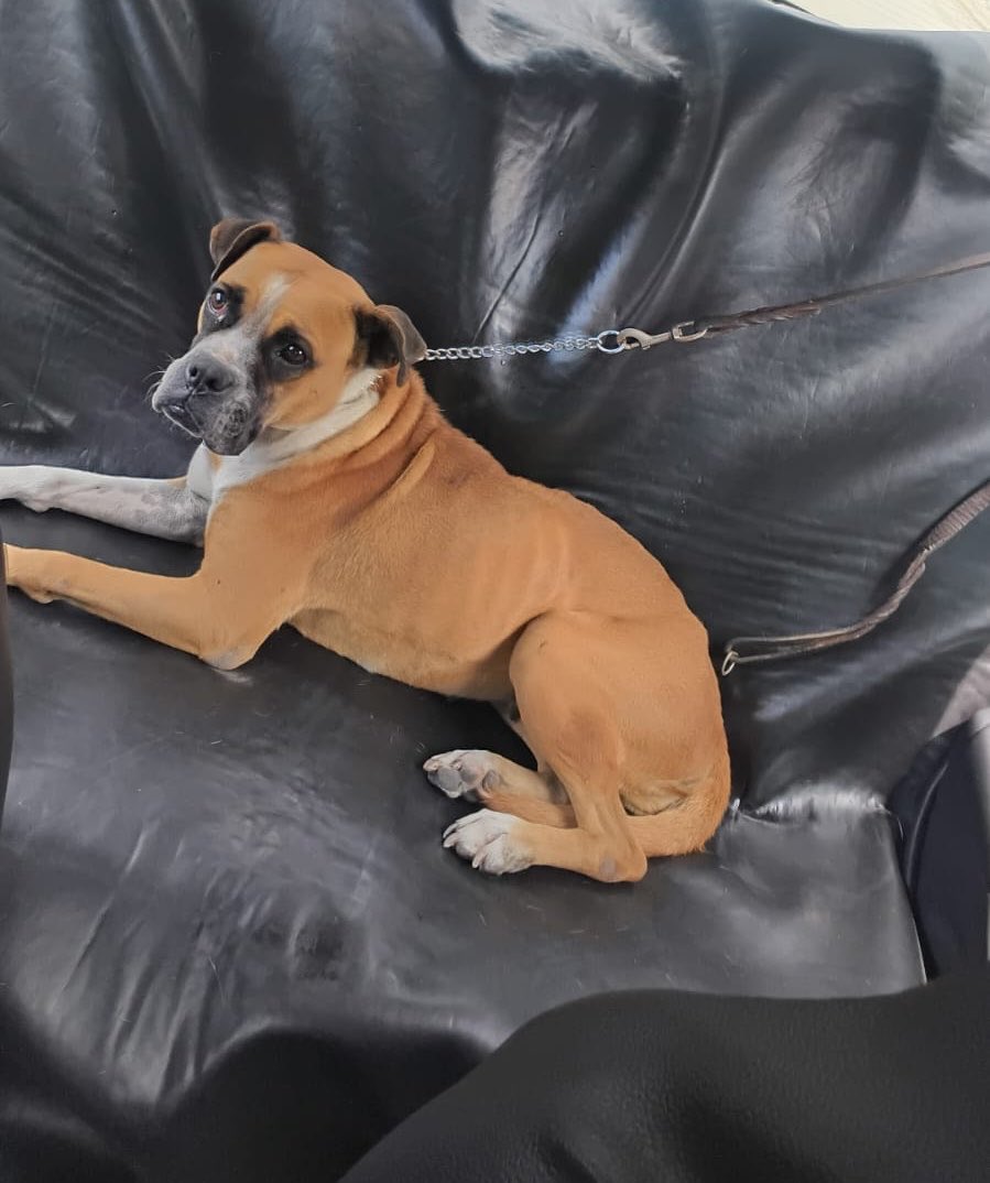 𝙷𝚎𝚕𝚊 𝙼𝚘𝚛𝚎 🐶 tweet media