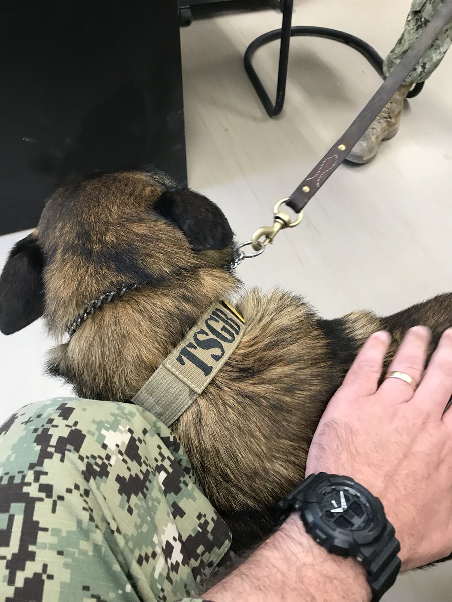 SJ41267's tweet photo. @AverageSizeAndy @janefkndoe This Dog outranks us both and is prolly retired now. https://t.co/BSce9OKvIF