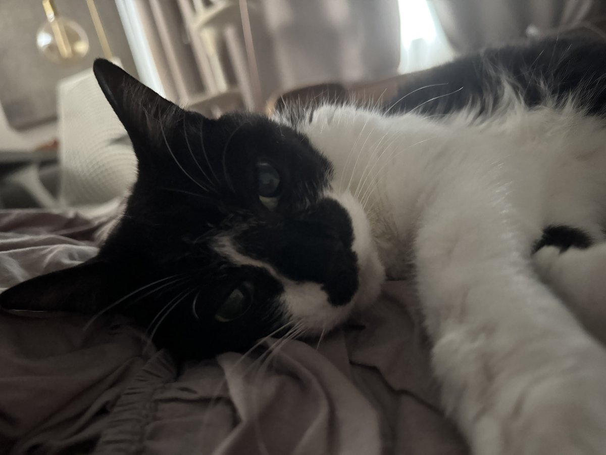 HOMEALONe_ksk's tweet photo. 高熱でぶっ倒れてて
「猫も一緒に爆睡してくれてるわ」
と思ってたんだが、写真見返したらめちゃ起きてる
看病してくれてたんだね
ありがとう https://t.co/3oRhKthdf7