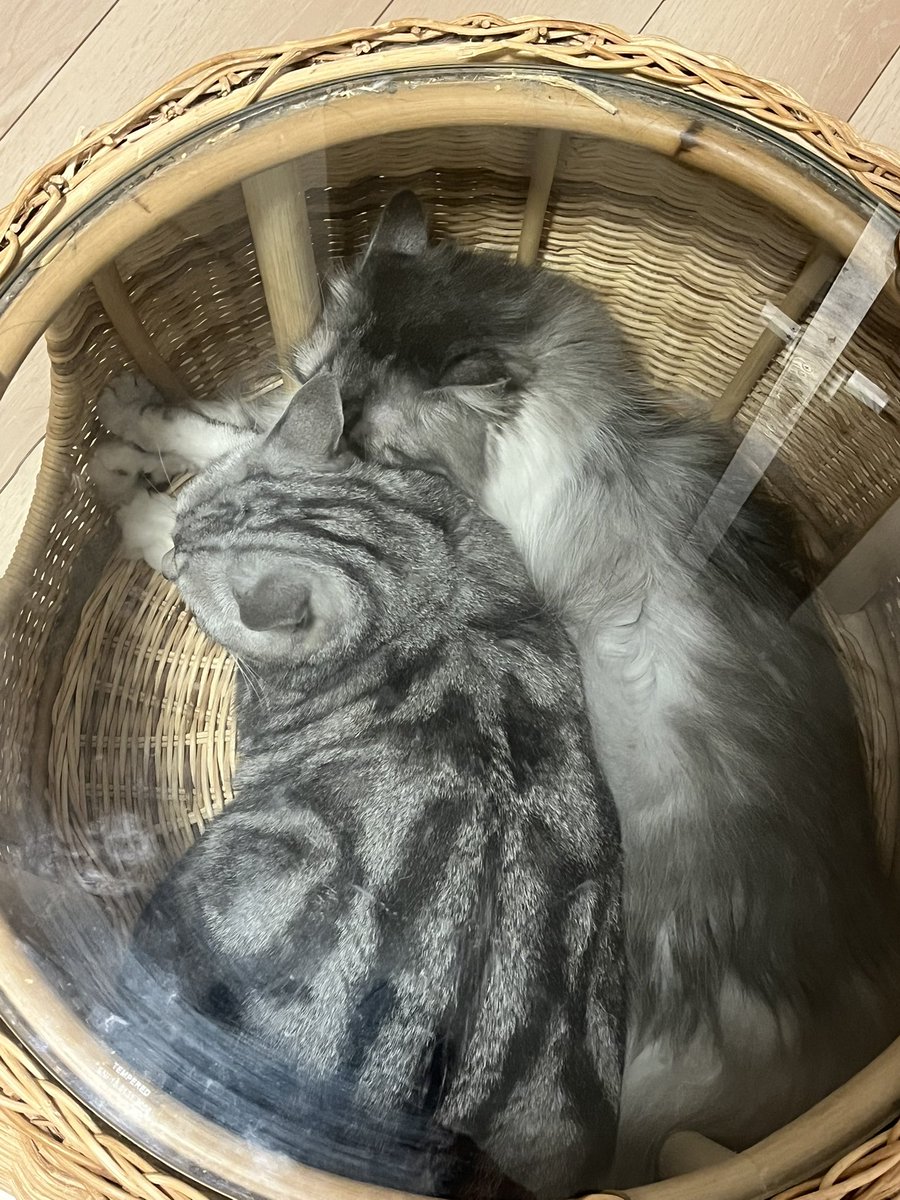 kenc0409's tweet photo. おはようございます

朝です☁️

いつも一緒のねこっずです😸 https://t.co/yPYroG5e0X
