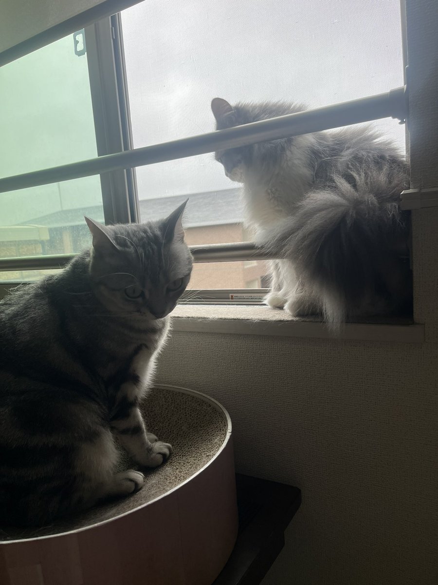 kenc0409's tweet photo. おはようございます

朝です☁️

いつも一緒のねこっずです😸 https://t.co/yPYroG5e0X