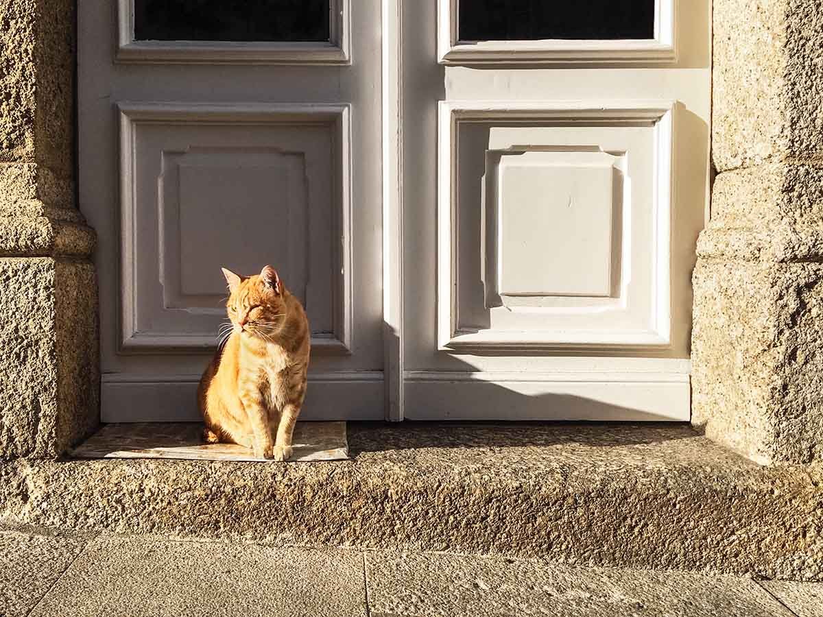 ConociendoPerro's tweet photo. ¿Plagas en casa pero tienes miedo de lastimar a tu minino? 😿 La verdad es que usar insecticida si tienes gatos requiere mucha precaución. 
#Gatos #SaludFelina #MascotasSeguras #ConsejosParaGatos 
https://t.co/fvaoFaNQR7 https://t.co/EYml9yOCJQ
