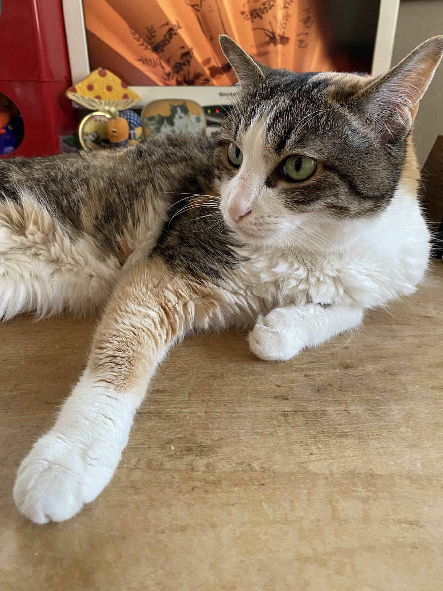 NNyaoko's tweet photo. おはようございにゃす☀️
握手会🤝開催中にゃよーー😸 https://t.co/5krxSZBCo7