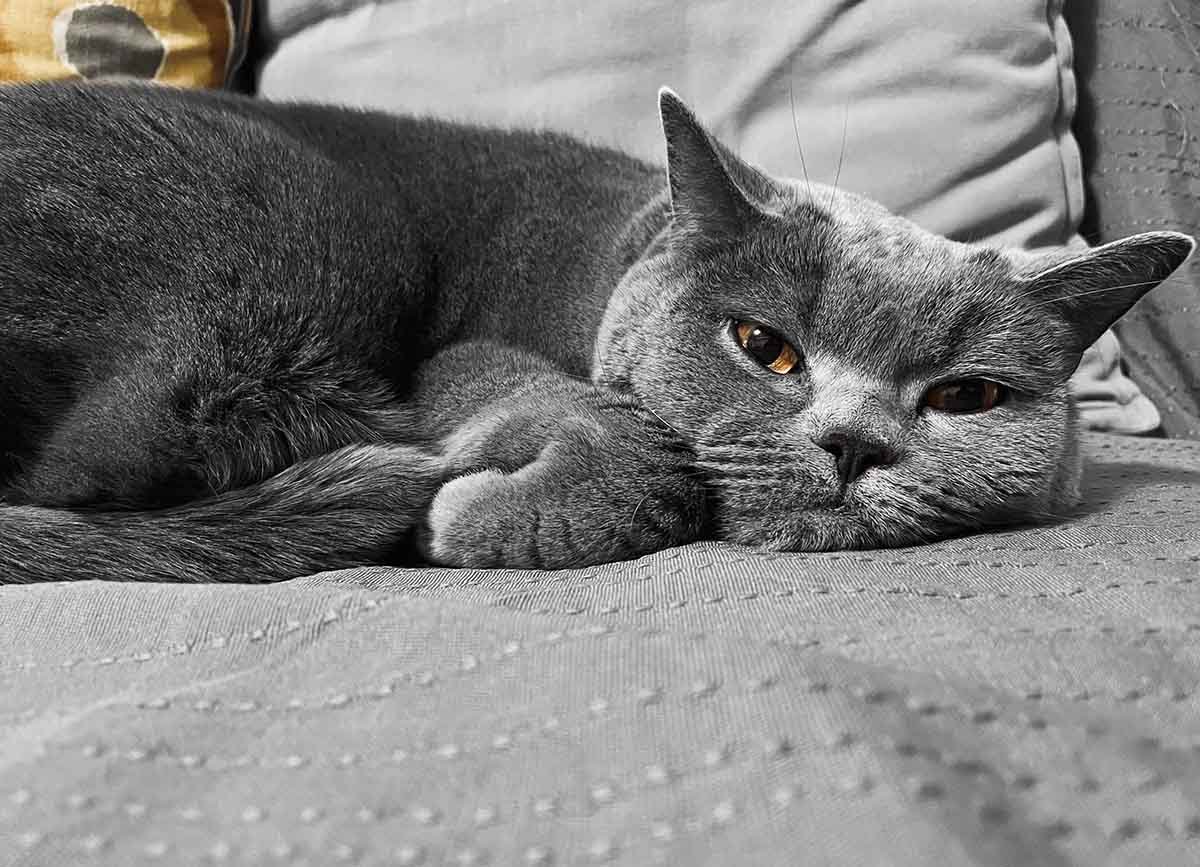 ConociendoPerro's tweet photo. ¿Sabías que las mascotas también pasan por un proceso de duelo cuando pierden a un compañero animal o humano? #DueloEnMascotas #SaludAnimal #Mascotas #BienestarAnimal #Perros #Gatos #ConsejosParaDueños #VínculoAnimal
https://t.co/W5lfZahuLj https://t.co/FN5RWKUGTn