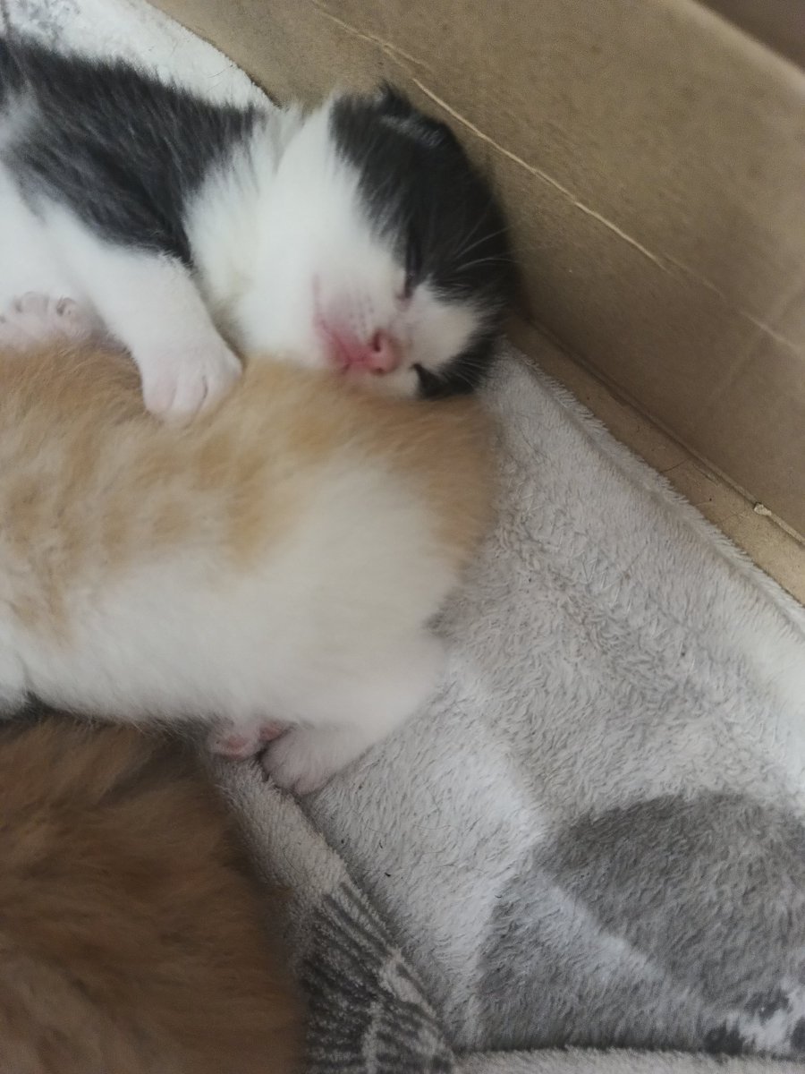 Fonkposting's tweet photo. Kitkuposting bo pracownicza kicia awansowała na mamę https://t.co/nMNqFbyKoE