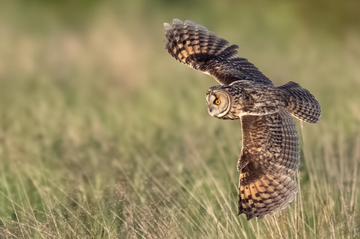 craig1979Smith's tweet photo. Wonderful evening with the Long Eared Owls. Eaten alive by midges but all worth it in the end @BBCSpringwatch @RSPBEngland @Natures_Voice @RSPBbirders #longearedowls #wildlifephotography #ukbirds #owls https://t.co/ds5ELZ7H3p
