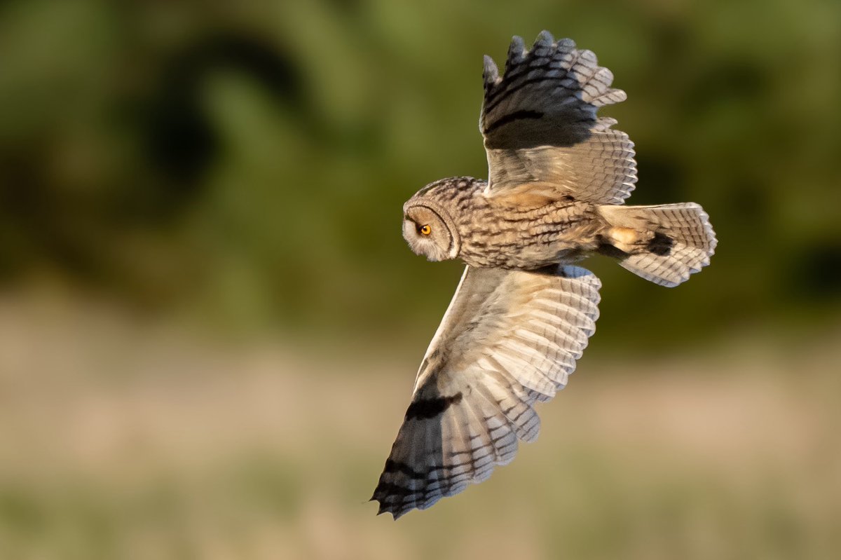 craig1979Smith's tweet photo. Wonderful evening with the Long Eared Owls. Eaten alive by midges but all worth it in the end @BBCSpringwatch @RSPBEngland @Natures_Voice @RSPBbirders #longearedowls #wildlifephotography #ukbirds #owls https://t.co/ds5ELZ7H3p