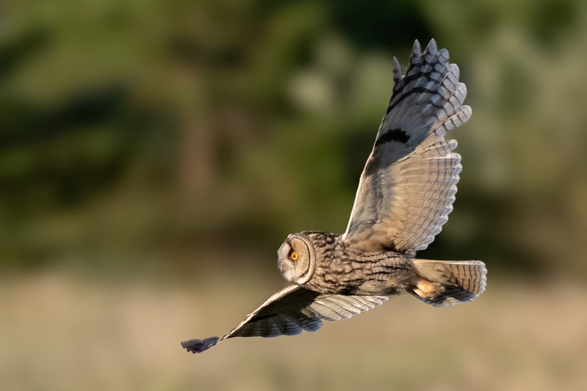craig1979Smith's tweet photo. Wonderful evening with the Long Eared Owls. Eaten alive by midges but all worth it in the end @BBCSpringwatch @RSPBEngland @Natures_Voice @RSPBbirders #longearedowls #wildlifephotography #ukbirds #owls https://t.co/ds5ELZ7H3p