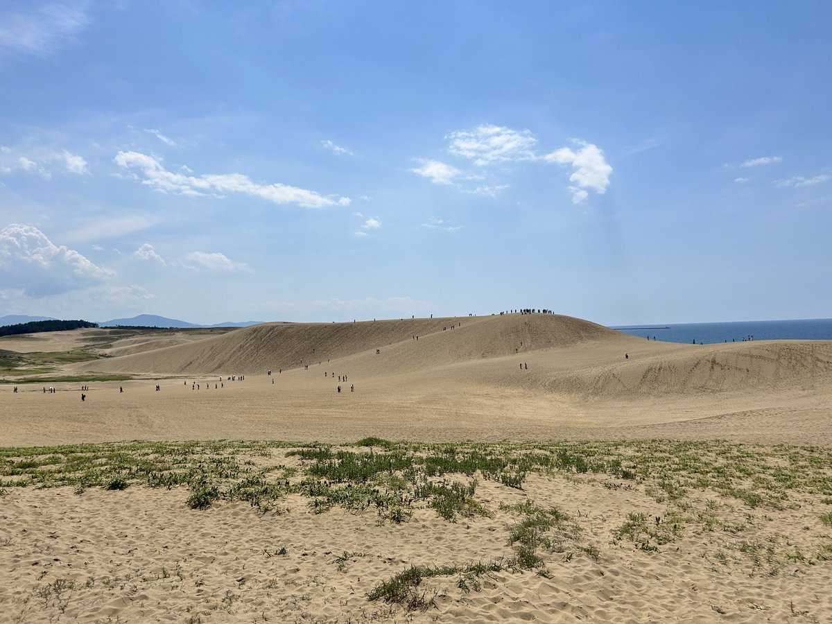 shakebenblog's tweet photo. コウボウムギ（弘法麦）
砂浜に生育する海浜植物で
この茎を使って書道用の筆を
作っていたことから 
書の達人である弘法大師の名にあやかって
「コウボウムギ(弘法麦)」と
名付けられたそうです…φ(．．)ﾒﾓﾒﾓ

花言葉は「希望」「達筆」「美文字」
おはようございます😊

#杏果と繋がる今日の空 https://t.co/H1MTpWWFEX