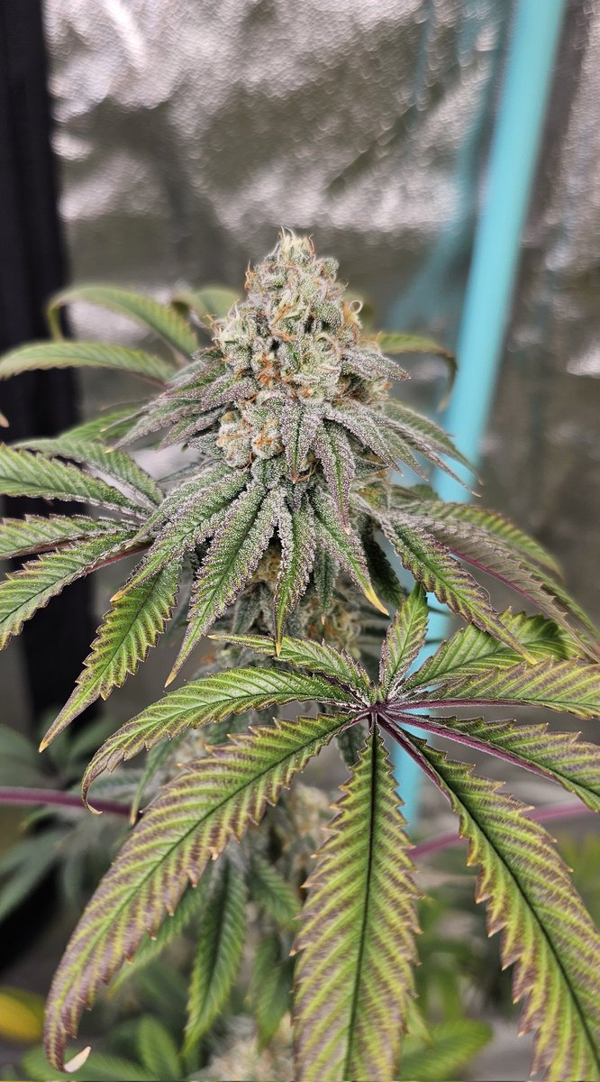 HermitHomestead's tweet photo. Cherry Pie x SFV OG So ready for this harvest, everythings smells so good and wick of paying for flower. 1st time purchasing flower in 7 years, when you have a year supply about to be done https://t.co/kz0n5S35JA