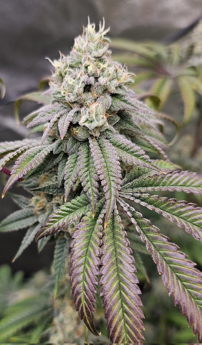 HermitHomestead's tweet photo. Cherry Pie x SFV OG So ready for this harvest, everythings smells so good and wick of paying for flower. 1st time purchasing flower in 7 years, when you have a year supply about to be done https://t.co/kz0n5S35JA