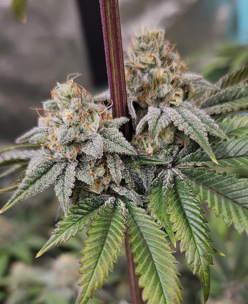 HermitHomestead's tweet photo. Cherry Pie x SFV OG So ready for this harvest, everythings smells so good and wick of paying for flower. 1st time purchasing flower in 7 years, when you have a year supply about to be done https://t.co/kz0n5S35JA
