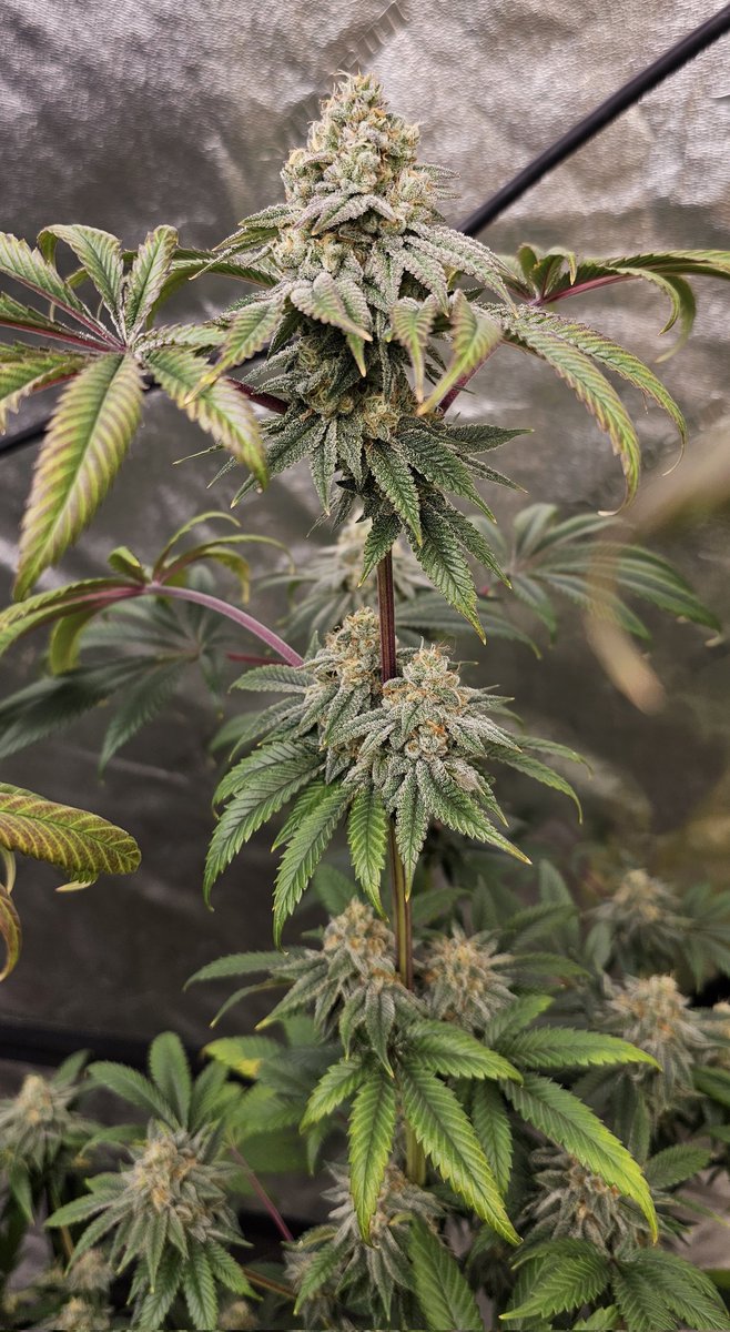 HermitHomestead's tweet photo. Cherry Pie x SFV OG So ready for this harvest, everythings smells so good and wick of paying for flower. 1st time purchasing flower in 7 years, when you have a year supply about to be done https://t.co/kz0n5S35JA