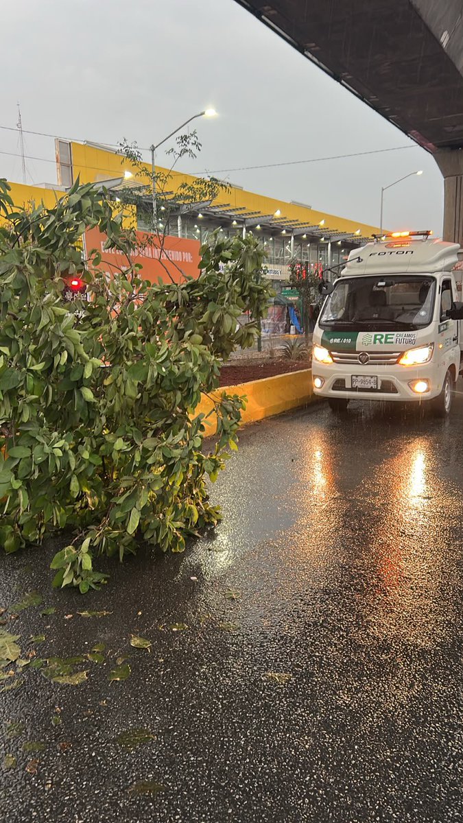 reforestacion's tweet photo. Aún bajo esta lluvia, seguimos trabajando para cuidar nuestros árboles.

Si ves alguno de los árboles que hemos plantado caído, dañado o en riesgo, envíanos una foto y su ubicación para atenderlo lo más rápido posible.

#arboladourbano #creamosfuturo #infraestructuraverde #cuidadoambiental #ciudadesverdes