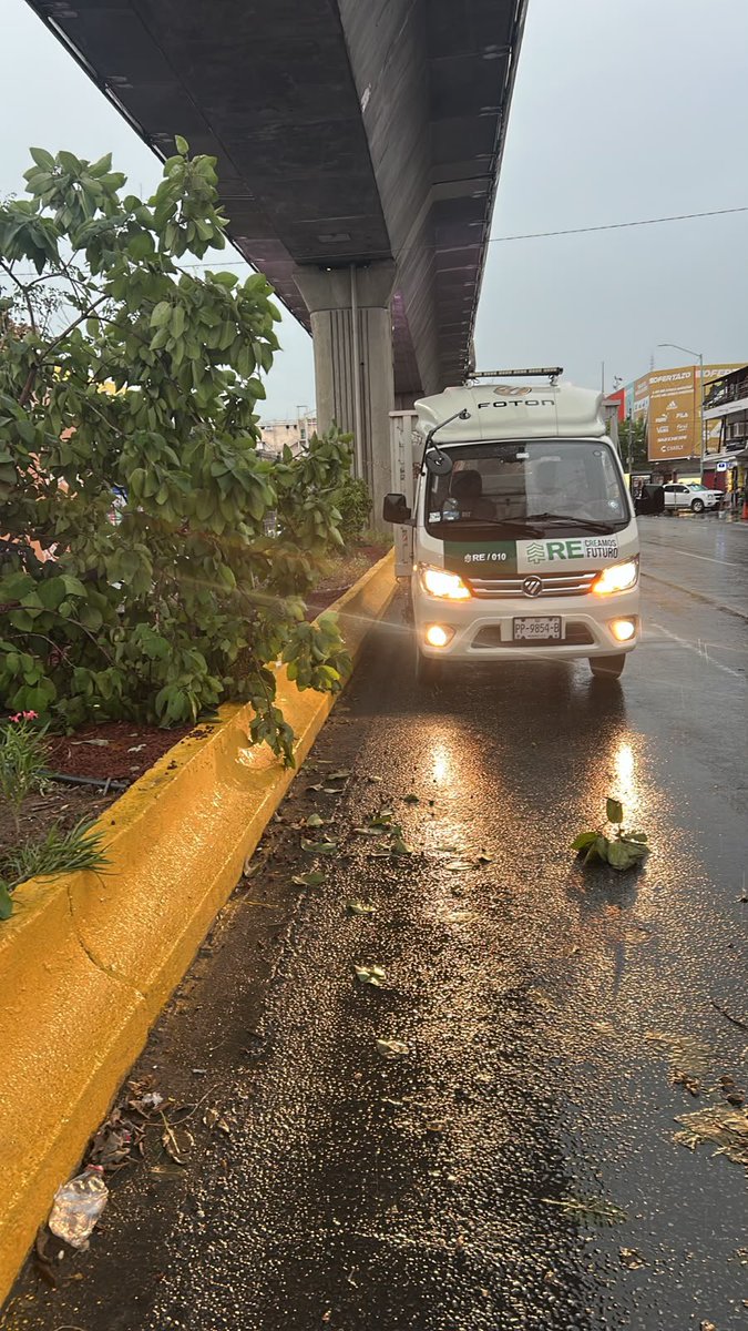 reforestacion's tweet photo. Aún bajo esta lluvia, seguimos trabajando para cuidar nuestros árboles.

Si ves alguno de los árboles que hemos plantado caído, dañado o en riesgo, envíanos una foto y su ubicación para atenderlo lo más rápido posible.

#arboladourbano #creamosfuturo #infraestructuraverde #cuidadoambiental #ciudadesverdes