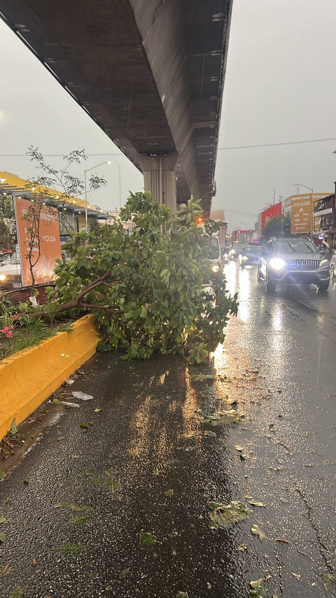 reforestacion's tweet photo. Aún bajo esta lluvia, seguimos trabajando para cuidar nuestros árboles.

Si ves alguno de los árboles que hemos plantado caído, dañado o en riesgo, envíanos una foto y su ubicación para atenderlo lo más rápido posible.

#arboladourbano #creamosfuturo #infraestructuraverde #cuidadoambiental #ciudadesverdes