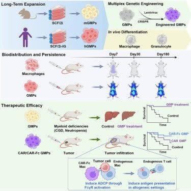 XX62's tweet photo. 『Expansion and CAR engineering of granulocyte-monocyte progenitors for cellular immunotherapy』
Cell June 19, 2026
従来：
CAR-T
CAR-NK
CAR-M（マクロファージ）
↓
新規概念：
CAR-GMP
「前駆細胞を投与して体内で大量のCARマクロファージやCAR骨髄系細胞を継続産生させる」 https://t.co/Grgz8nfdGJ