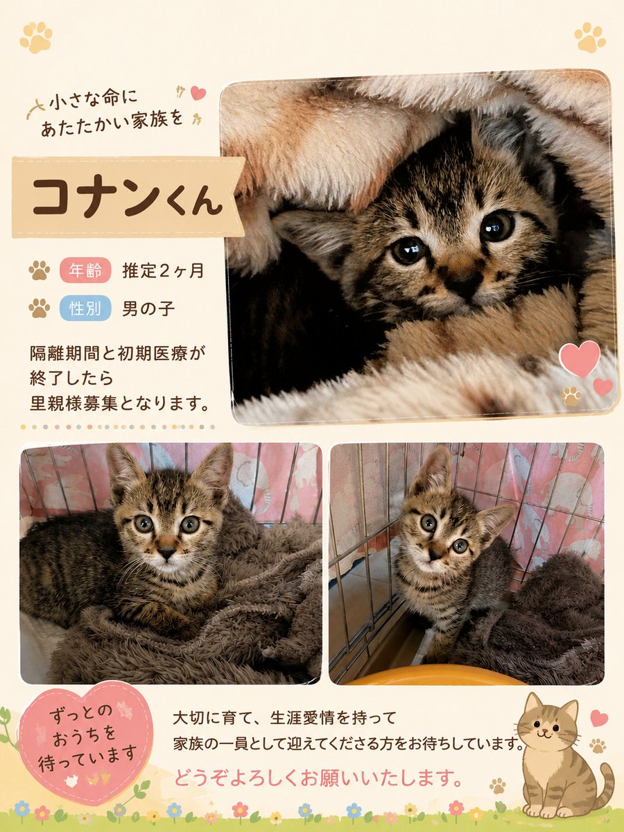 VcxPSsKpiJXnmUk's tweet photo. 「カオスの物置案件」で保護したコナンくんです。甘々ちゃんになる予感❤️
どうぞ宜しくお願い致します。https://t.co/T1ycTtA5rR https://t.co/d4kdieLmHY