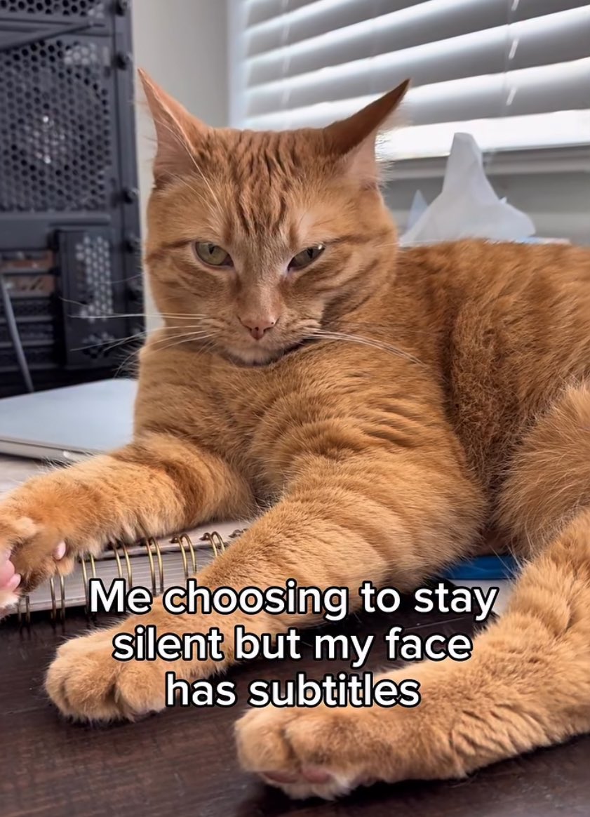 BWP_Rediger's tweet photo. #CaturdaySaturday https://t.co/KRlBIdKNrj