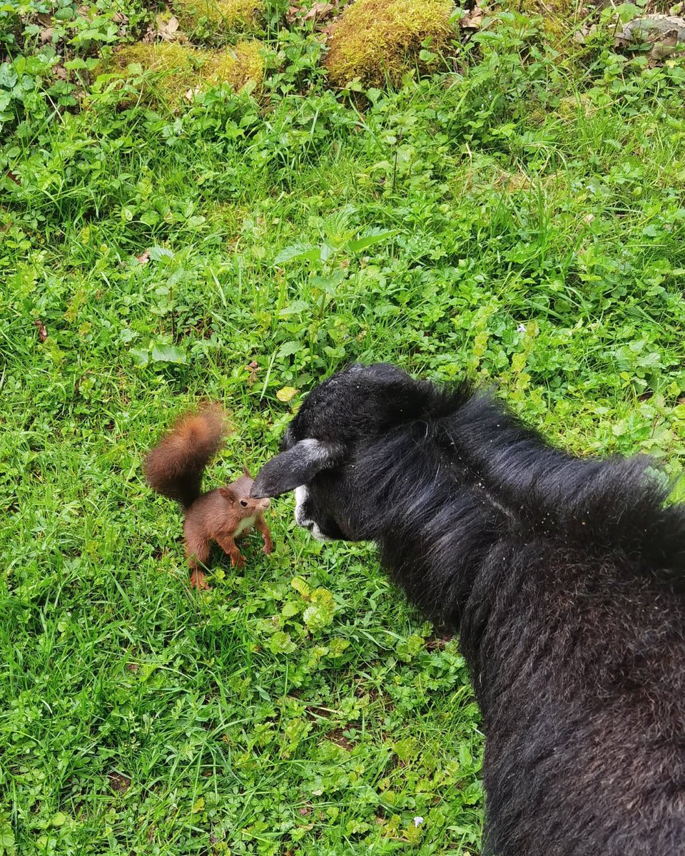 fourpawsAU's tweet photo. Some goodbyes stay with you forever… 🐿️🐑

After being rehabilitated, this tiny squirrel climbed onto Lulu’s back for one last moment together before returning to the wild.

Lulu stood perfectly still, softly wagging her tail. 💕

Some friendships are brief but unforgettable. https://t.co/epnFss1VAA