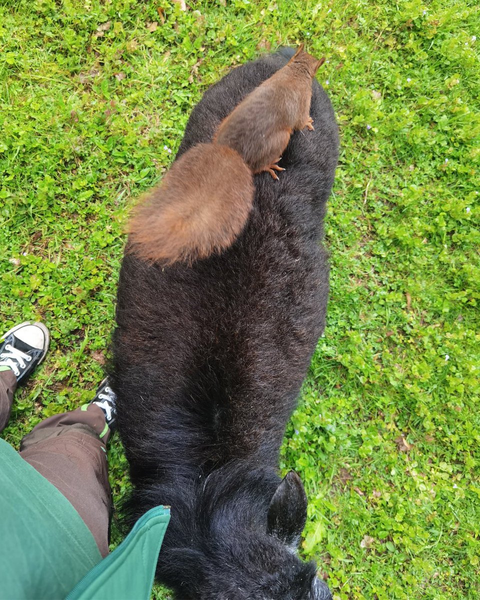 fourpawsAU's tweet photo. Some goodbyes stay with you forever… 🐿️🐑

After being rehabilitated, this tiny squirrel climbed onto Lulu’s back for one last moment together before returning to the wild.

Lulu stood perfectly still, softly wagging her tail. 💕

Some friendships are brief but unforgettable. https://t.co/epnFss1VAA