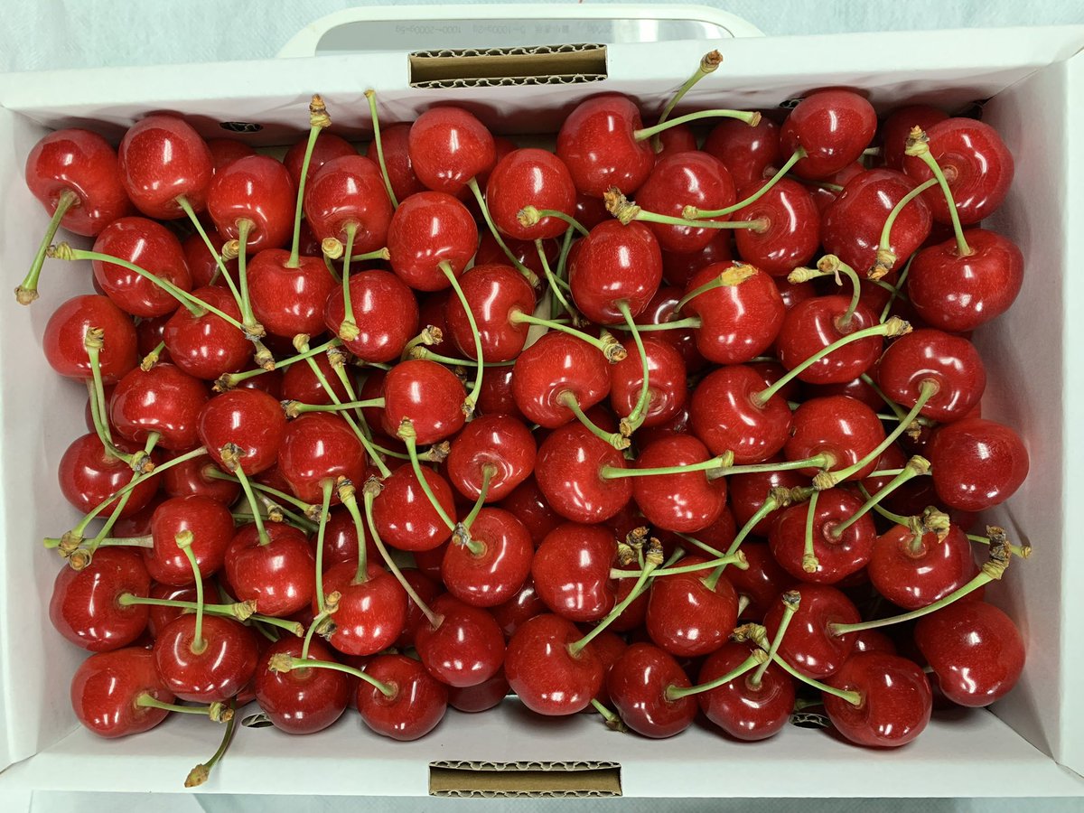 POP13736388's tweet photo. 今市場や農協に最上級の佐藤錦を出荷しても1キロ1000円にしかなりません(そこから資材代と手数料)

さくらんぼは1粒1粒収穫して、サイズを合わせ、痛みや割れは廃棄、選別して箱やパックに詰めるんです

画像は1kgバラ特秀で1番上の等級(頂点)

こんだけ手間かけてこれが1kg¥1000て終わってるよ https://t.co/vhSc3PfrTE