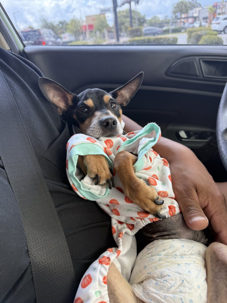 Aalilicious's tweet photo. After more than 2 years of searching for answers, Boog and I finally received the news I have been praying for. ❤️
The day after Thanksgiving of 2023, my dog, or rather my son, Boog unexpectedly stopped walking. After countless stressful and expensive veterinary visits (1) https://t.co/iNLu3B6cr3