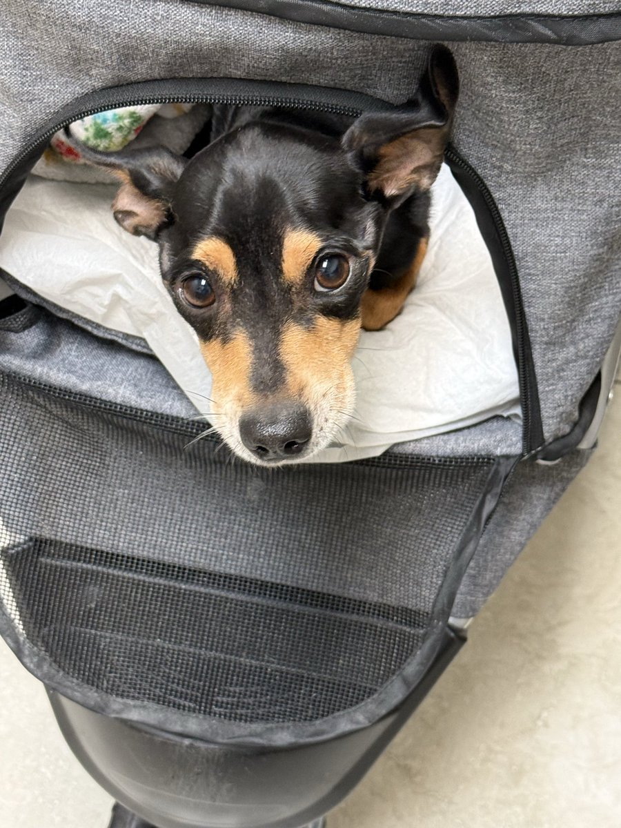 Aalilicious's tweet photo. After more than 2 years of searching for answers, Boog and I finally received the news I have been praying for. ❤️
The day after Thanksgiving of 2023, my dog, or rather my son, Boog unexpectedly stopped walking. After countless stressful and expensive veterinary visits (1) https://t.co/iNLu3B6cr3