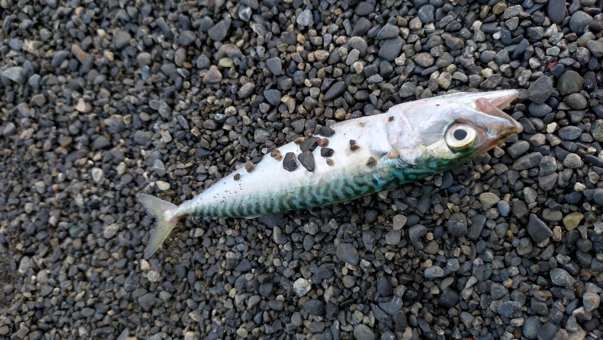 chobibi926's tweet photo. 小雨の今朝カツ〜🎣☔
サヴァジ〜に癒される😂😂 https://t.co/2ufqeoQKTi