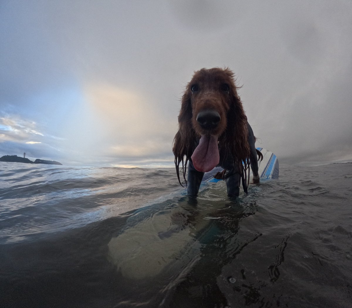 Surfing_Dog's tweet photo. 2026.6.21
ハッピー海遊び♪
#goprodog #hero13black
#goprojp
#goproのある生活
#wavestorm #stormblade
#bambina #アイリッシュセター #irishsetter
#サーフドッグ #サーフィン犬
#サーファー犬 #ドッグサーフィン
#波乗り犬 https://t.co/rd2HlAkPgi