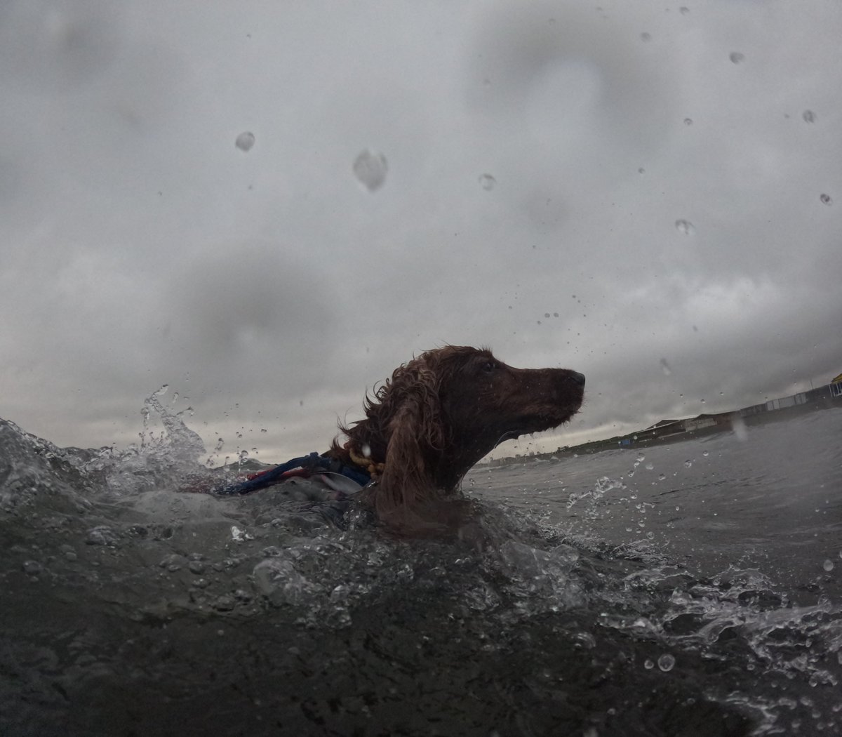 Surfing_Dog's tweet photo. 2026.6.21
ハッピー海遊び♪
#goprodog #hero13black
#goprojp
#goproのある生活
#wavestorm #stormblade
#bambina #アイリッシュセター #irishsetter
#サーフドッグ #サーフィン犬
#サーファー犬 #ドッグサーフィン
#波乗り犬 https://t.co/rd2HlAkPgi