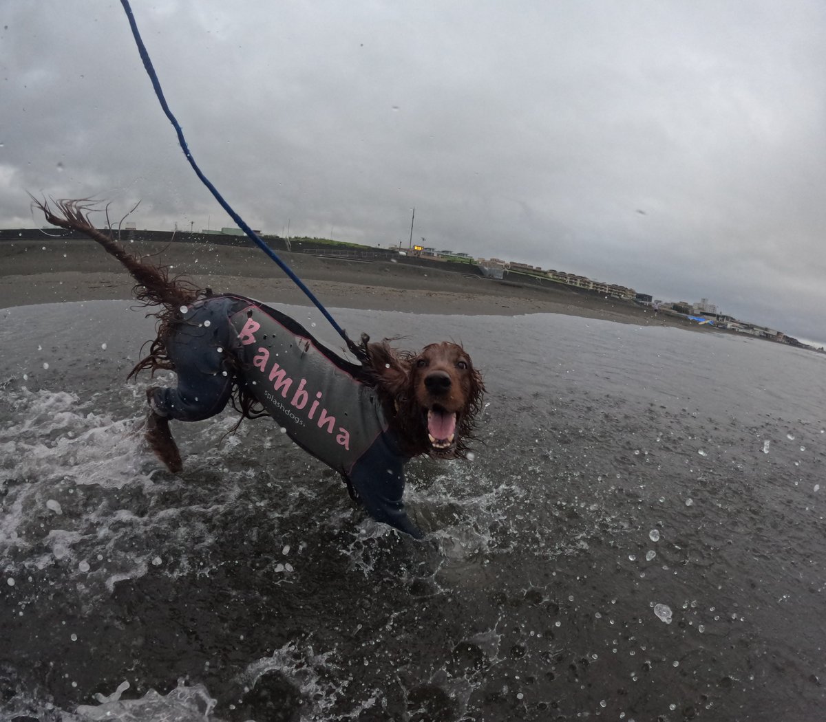 Surfing_Dog's tweet photo. 2026.6.21
ハッピー海遊び♪
#goprodog #hero13black
#goprojp
#goproのある生活
#wavestorm #stormblade
#bambina #アイリッシュセター #irishsetter
#サーフドッグ #サーフィン犬
#サーファー犬 #ドッグサーフィン
#波乗り犬 https://t.co/rd2HlAkPgi