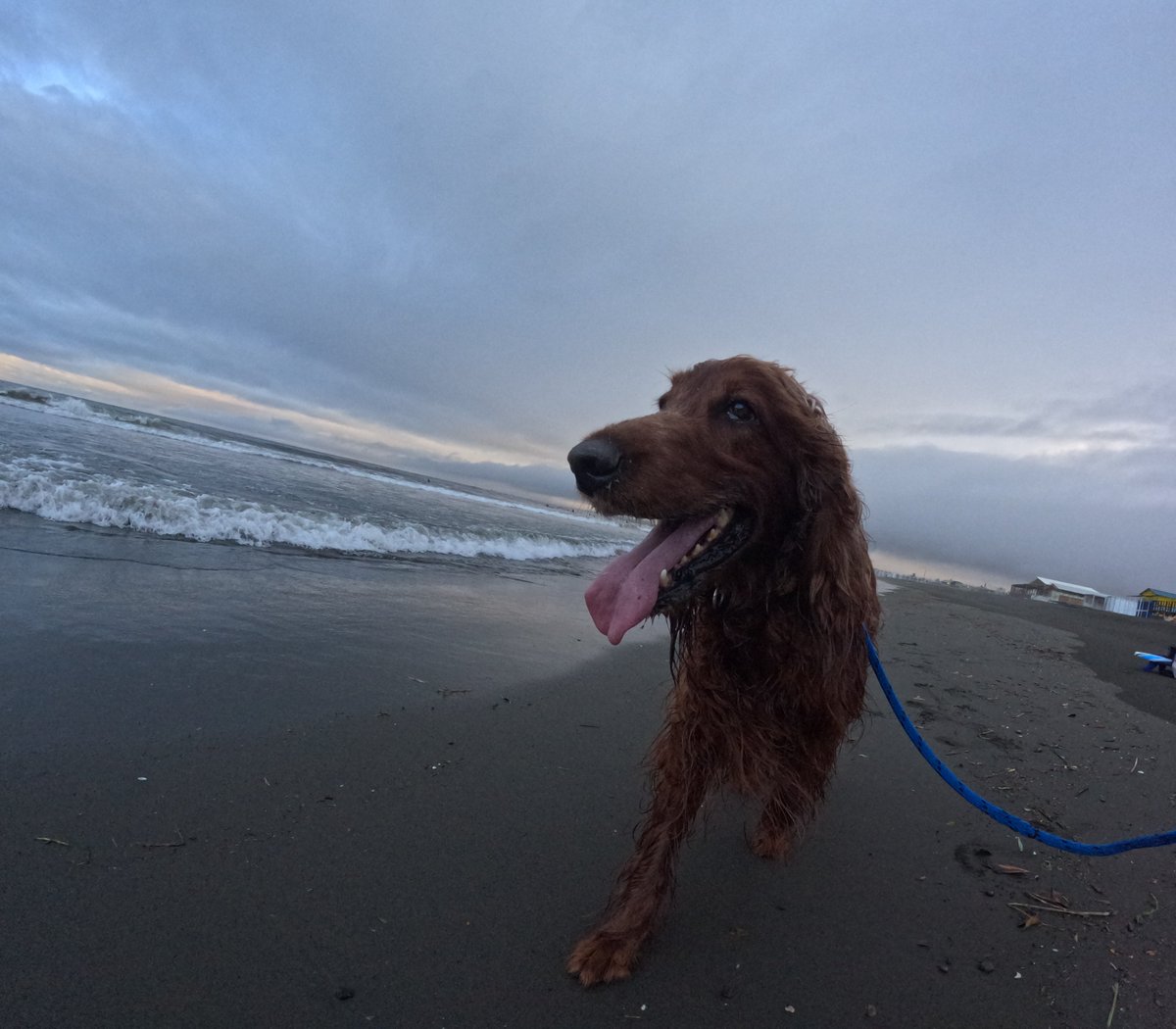 Surfing_Dog's tweet photo. 2026.6.21
ハッピー海遊び♪
#goprodog #hero13black
#goprojp
#goproのある生活
#wavestorm #stormblade
#bambina #アイリッシュセター #irishsetter
#サーフドッグ #サーフィン犬
#サーファー犬 #ドッグサーフィン
#波乗り犬 https://t.co/rd2HlAkPgi
