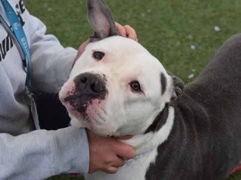 MoishesMom's tweet photo. 🚨Baby Beluga Kill 💉Command 🚨

NYCACC will kill this Gorgeous boy https://t.co/f3rq69INN2
