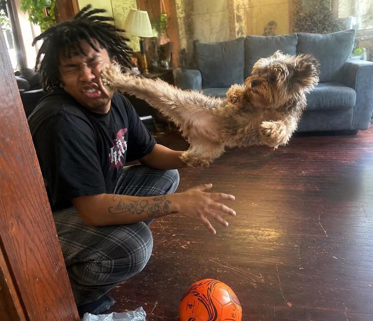 Puppieslover's tweet photo. Does your Dog bite ? https://t.co/C3cmu9NRfQ