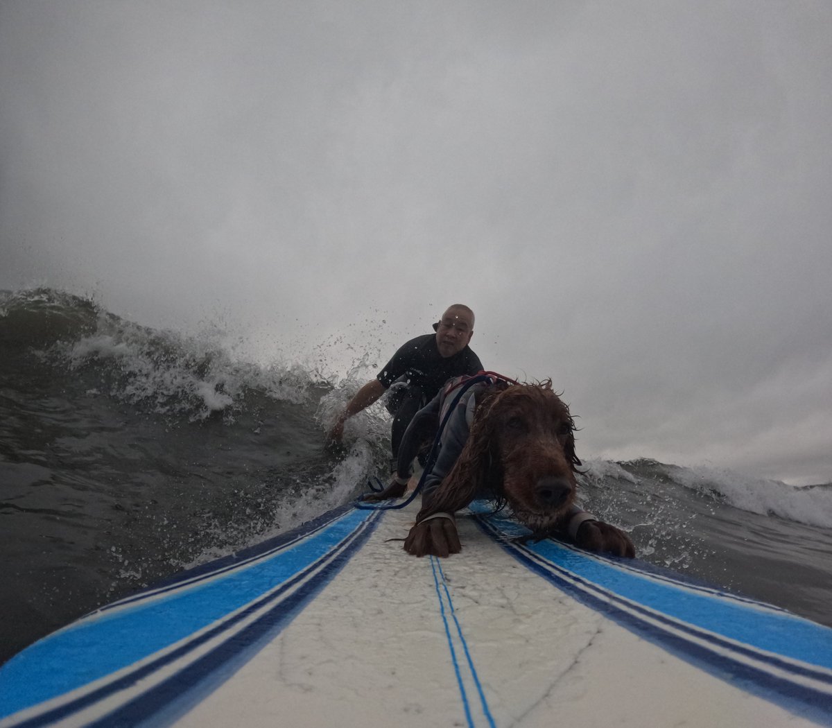 Surfing_Dog's tweet photo. 2026.6.21
ハッピータンデムサーフィン♪
#goprodog #hero13black
#goprojp
#goproのある生活
#wavestorm #stormblade
#bambina #アイリッシュセター #irishsetter
#サーフドッグ #サーフィン犬
#サーファー犬 #ドッグサーフィン
#波乗り犬 https://t.co/H97ChpKGxK