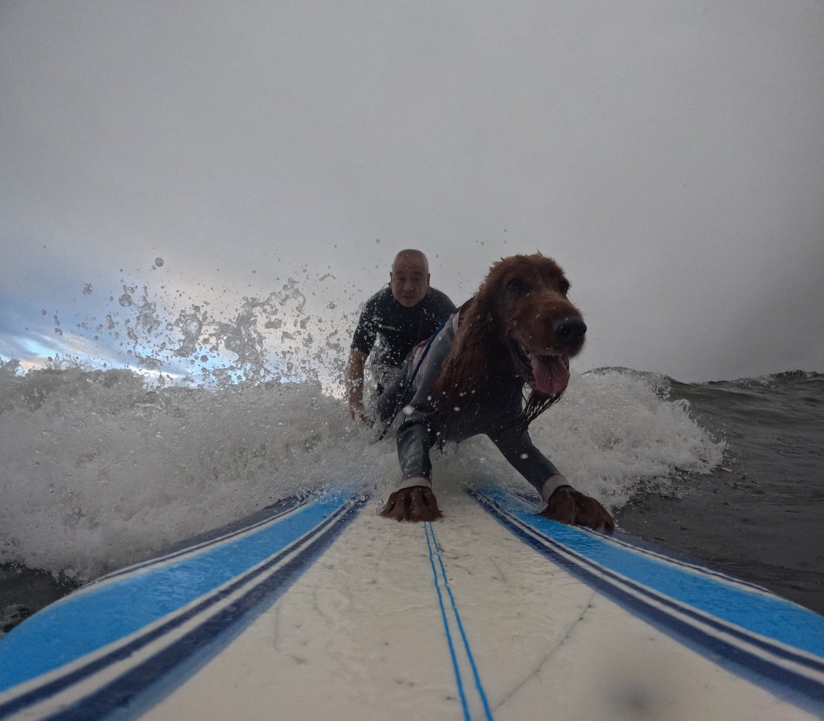 Surfing_Dog's tweet photo. 2026.6.21
ハッピータンデムサーフィン♪
#goprodog #hero13black
#goprojp
#goproのある生活
#wavestorm #stormblade
#bambina #アイリッシュセター #irishsetter
#サーフドッグ #サーフィン犬
#サーファー犬 #ドッグサーフィン
#波乗り犬 https://t.co/H97ChpKGxK