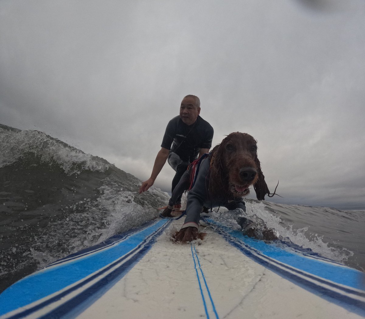 Surfing_Dog's tweet photo. 2026.6.21
ハッピータンデムサーフィン♪
#goprodog #hero13black
#goprojp
#goproのある生活
#wavestorm #stormblade
#bambina #アイリッシュセター #irishsetter
#サーフドッグ #サーフィン犬
#サーファー犬 #ドッグサーフィン
#波乗り犬 https://t.co/H97ChpKGxK