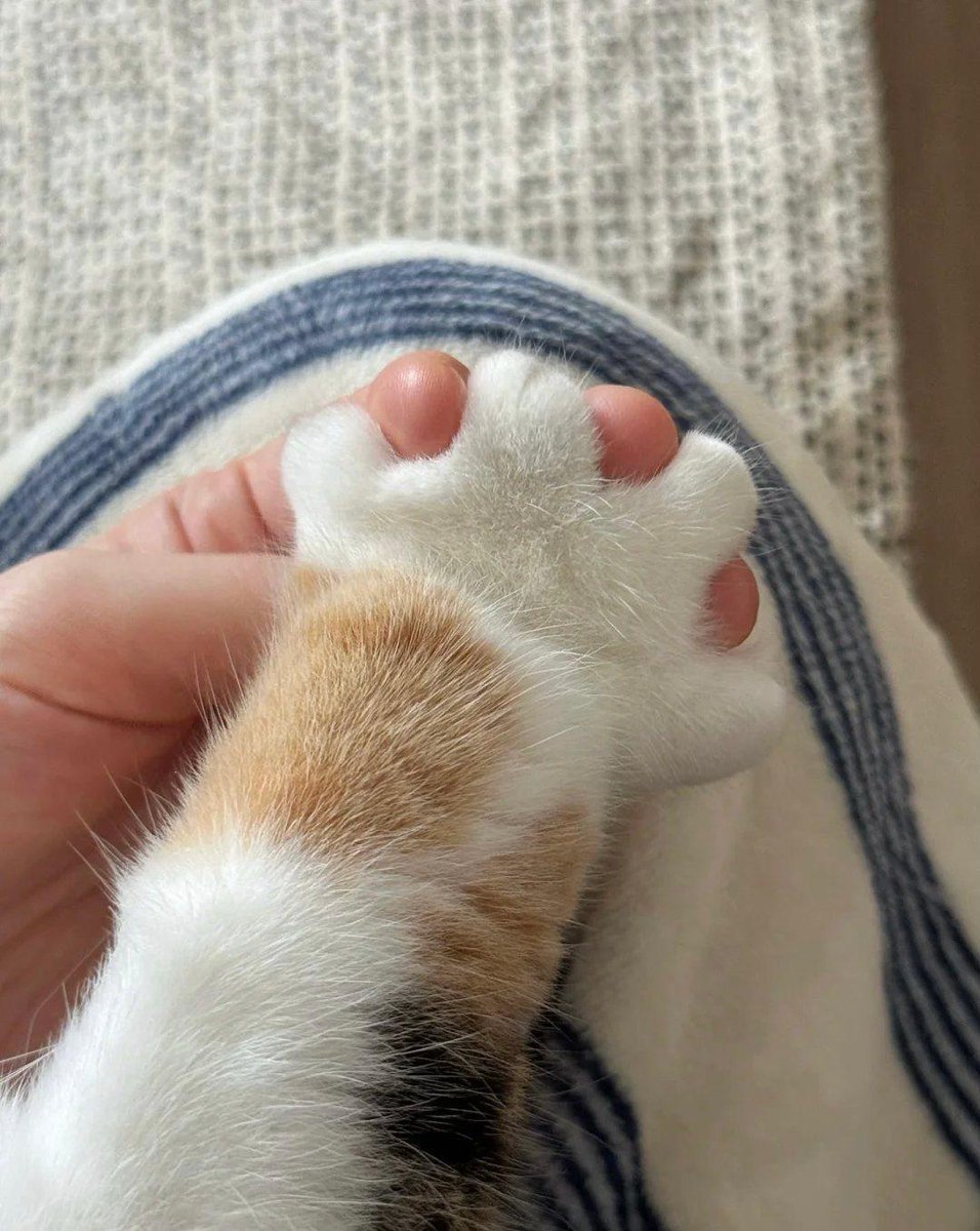cutedreamvibes's tweet photo. pure love https://t.co/Ta8WYkpVcb