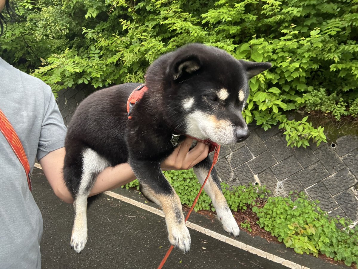 10chf's tweet photo. しずかな朝、さわやかな山、あるかな犬 https://t.co/RvmRHFwUzx