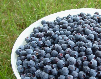 AmyRose3's tweet photo. Eco-farmers! Want to freeze dry crops for value-added products? This article explores possibilities- https://t.co/nUp3QacVsG #organicfarming #marketgardening #marketgardener #marketgarden #ecofarming #smallfarming #sellingfarmcrops #sustainablefarming #localfarming #homesteading https://t.co/gMvj8iD6wd