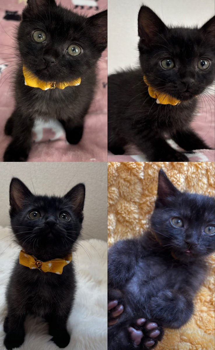 mui_hu's tweet photo. おはようございます！
猫ちゃんの譲渡会本日10:00からです〜🐱︎🐾
可愛い子ちゃん達に是非会いに来て下さい〜！🙏
#岐阜県 #西濃 #保護猫 #さくら猫 #地域猫 #TNR #猫 #猫好きさんと繋がりたいたい #保護猫を家族に #里親募集 #譲渡会 #大垣 #養老 #垂井 #関ヶ原 #安八 #海津 #揖斐 https://t.co/zGqPp2utI1