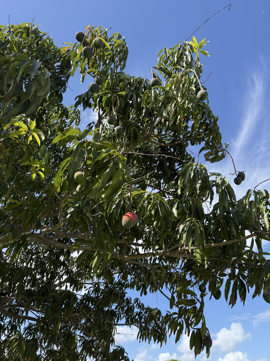 Jes_ika77's tweet photo. @submit2theLAMB @dpattenjr Flowers in January and ripens in June https://t.co/Kx4kknbaAn