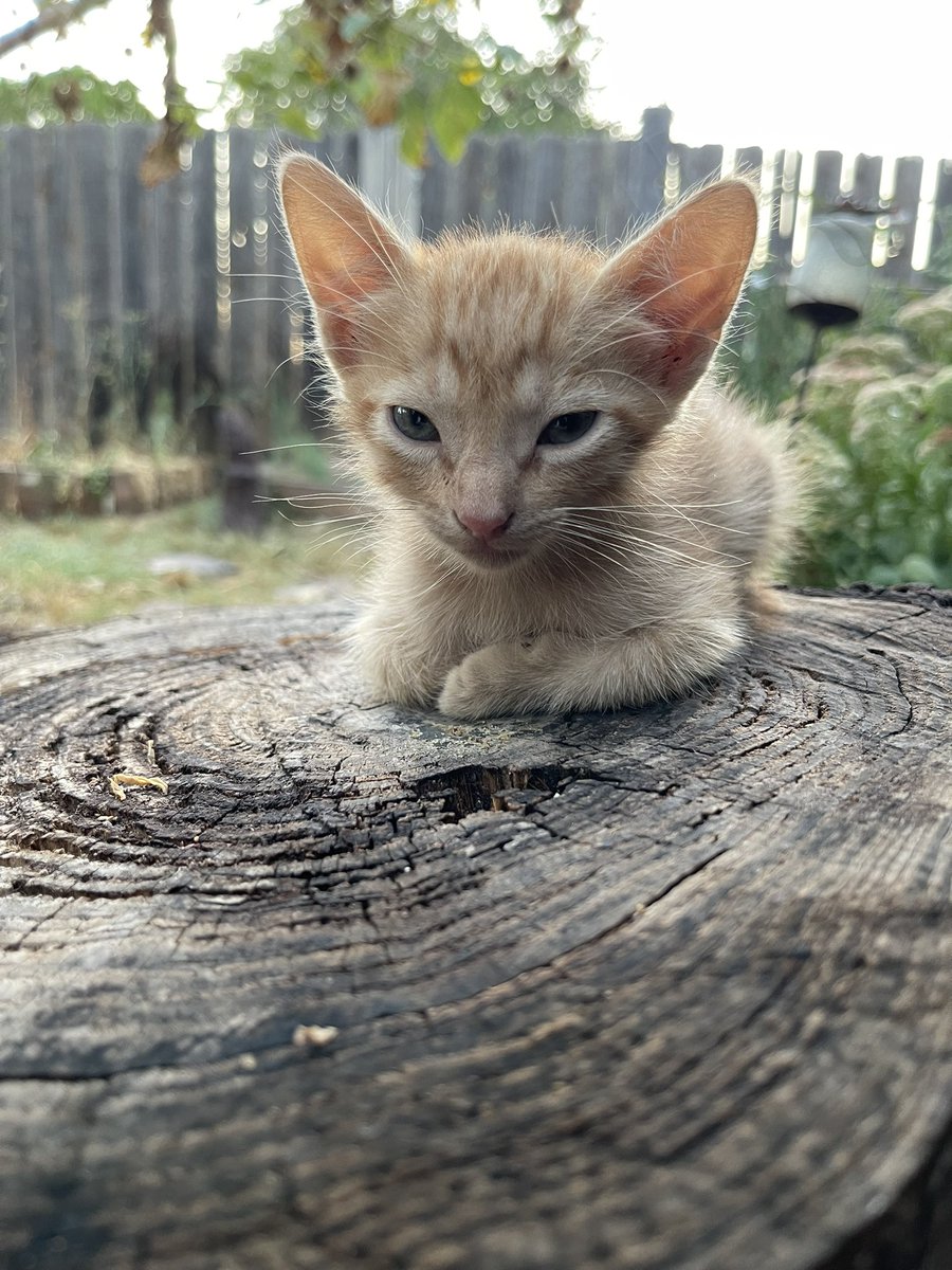 caveatdata's tweet photo. So happy to have the babies the #catdistributionsystem sent my way. This guy was the runt. #Caturday https://t.co/3f02UmDFPh