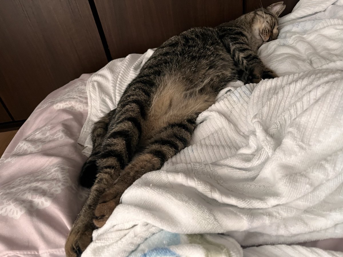 to_go0221's tweet photo. 人間みたいに寝る猫 https://t.co/deHJwoUEJE