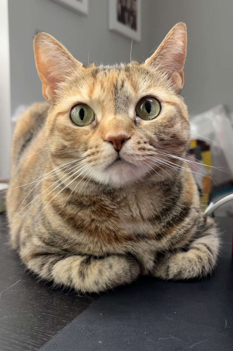 AnnaLZubarev's tweet photo. @CipherVoss Happy Caturday!

Meet my Squishy 😉 https://t.co/KIxNQ1CMSK