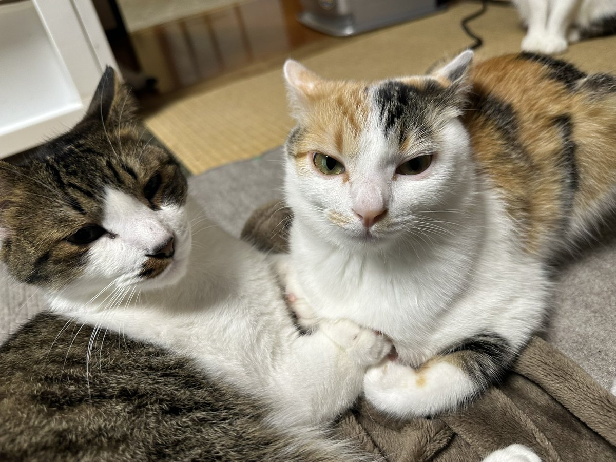 nasu_chourakuji's tweet photo. おはようございます
なんかXがよくわからなんない感じになって
バタバタしてました
ムッ https://t.co/QvCC9URBkF