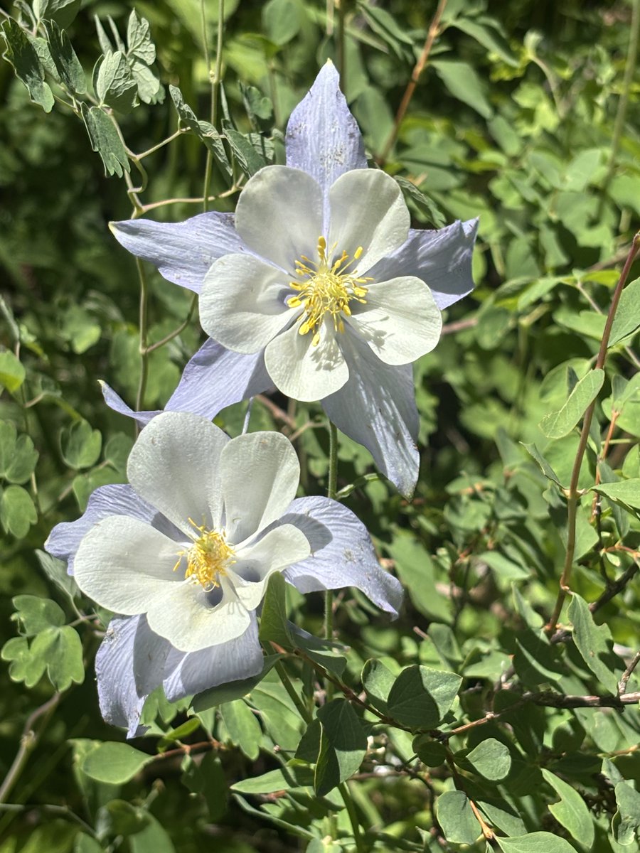 Godfrey0711's tweet photo. So cool these just grow on my land https://t.co/hGLsvDOyjT