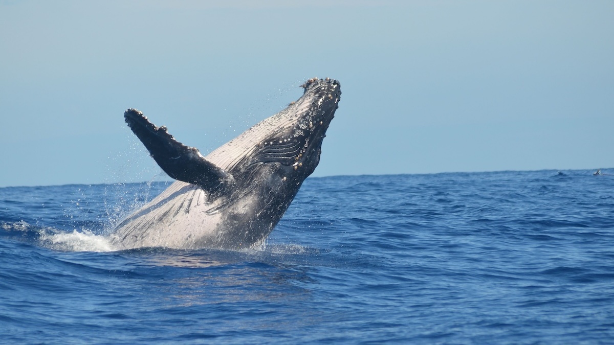 Cooperativa's tweet photo. Islandia reanudó la caza de ballenas entre protestas https://t.co/O54GFASuYv https://t.co/Ny9vkn12GX