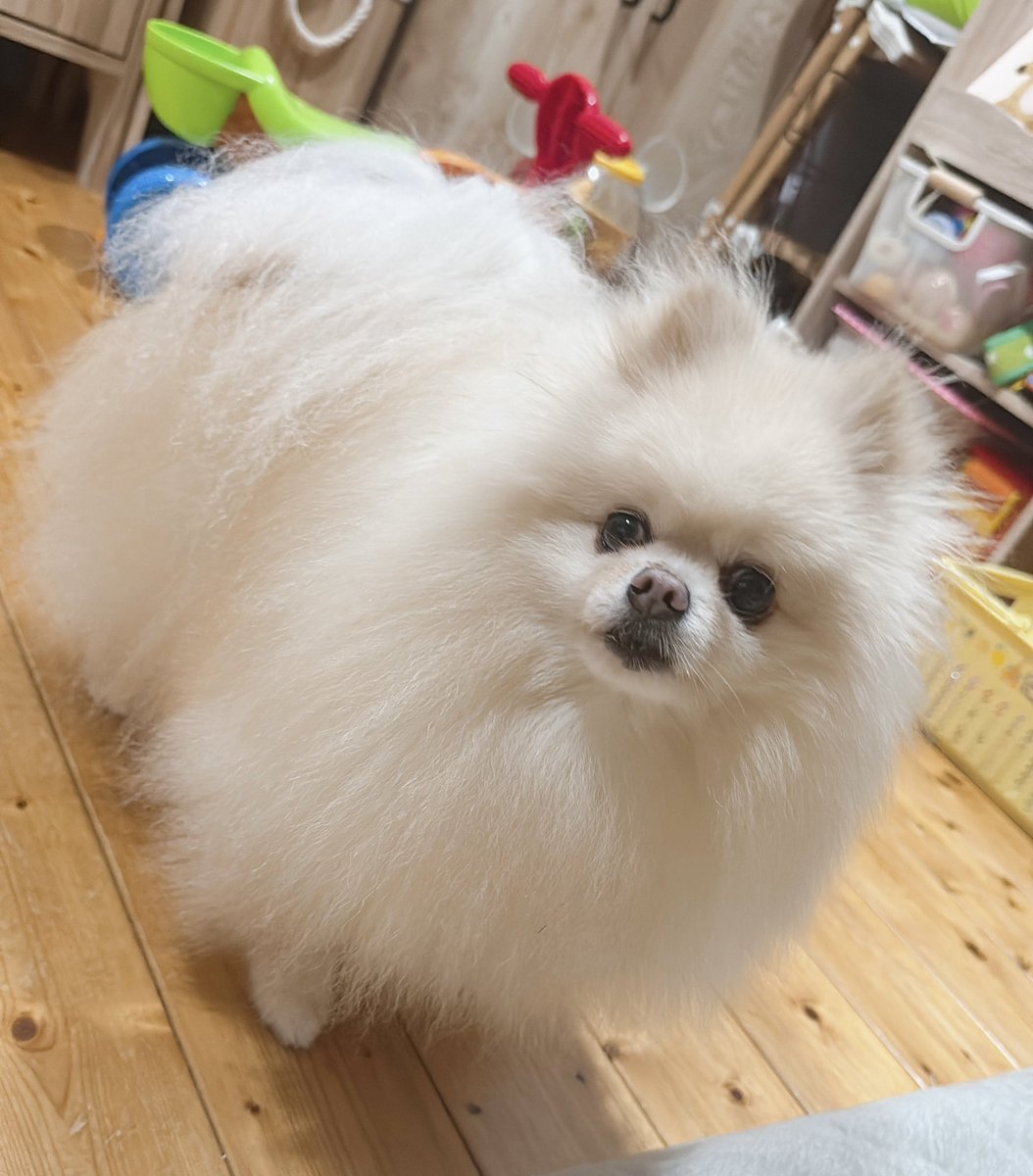 大福ちゃん🐶ポメラニアン (@daihukuchaaaaan) / Posts / X